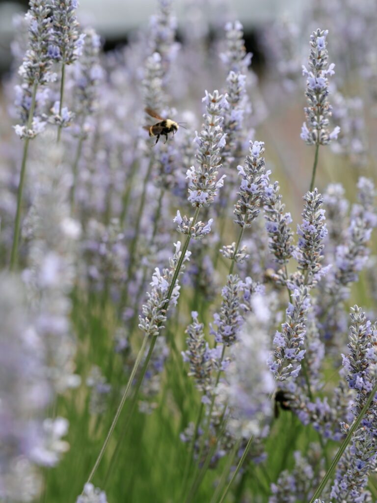 Lavender Field Wedding Venue in Oregon